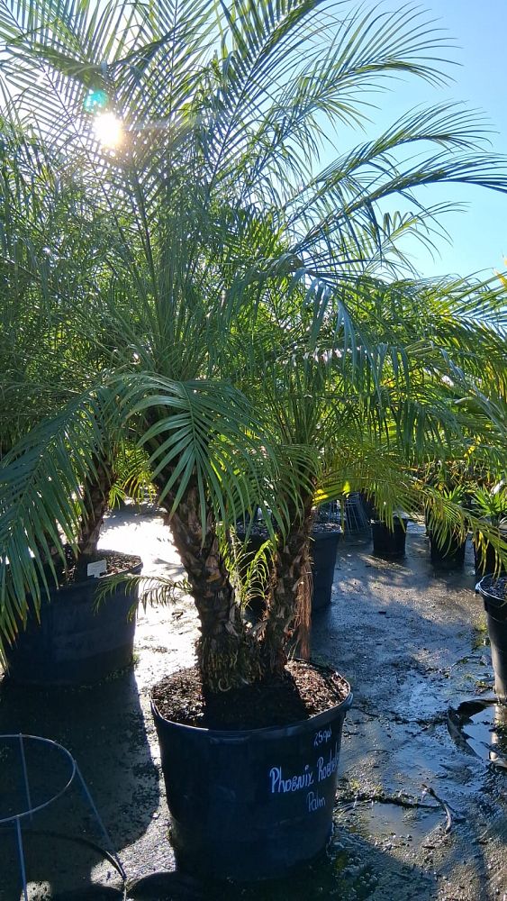 phoenix-roebelenii-pygmy-date-palm-roebelenii-palm