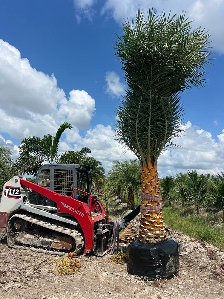 phoenix-sylvestris-robusta-sylvester-date-palm-robusta