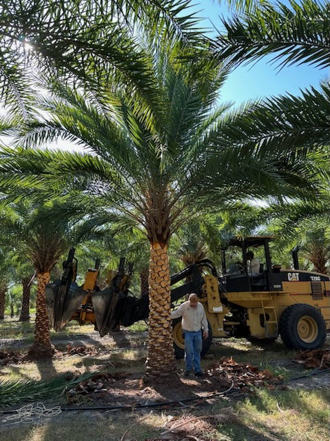 phoenix-sylvestris-sylvester-date-palm-silver-date-palm-wild-date-palm