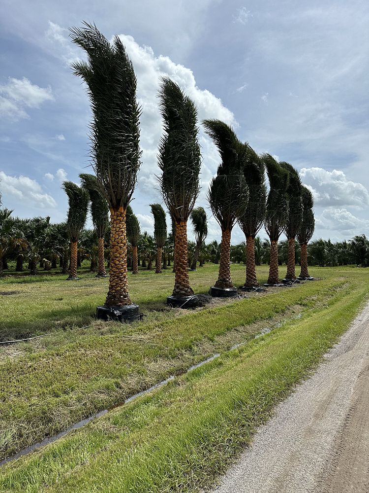 phoenix-sylvestris-sylvester-date-palm-silver-date-palm-wild-date-palm