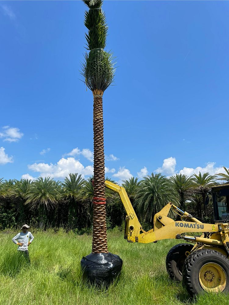 phoenix-sylvestris-sylvester-date-palm-silver-date-palm-wild-date-palm