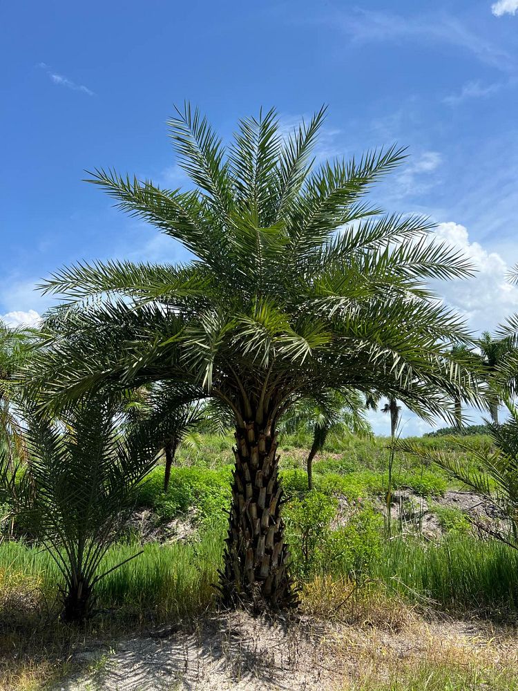 phoenix-sylvestris-sylvester-date-palm-silver-date-palm-wild-date-palm