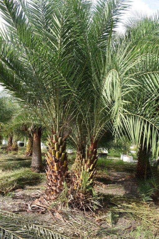 phoenix-sylvestris-sylvester-date-palm-silver-date-palm-wild-date-palm