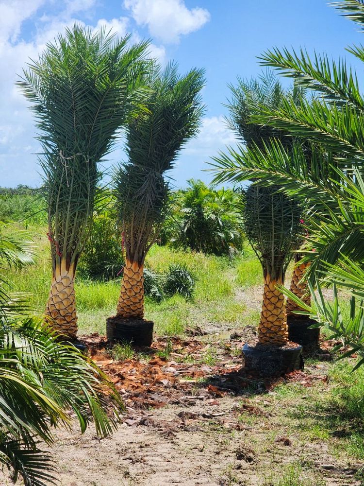 phoenix-sylvestris-sylvester-date-palm-silver-date-palm-wild-date-palm