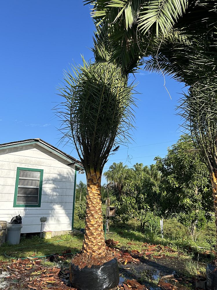 phoenix-sylvestris-sylvester-date-palm-silver-date-palm-wild-date-palm