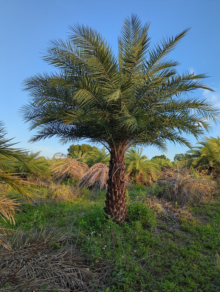 phoenix-sylvestris-sylvester-date-palm-silver-date-palm-wild-date-palm