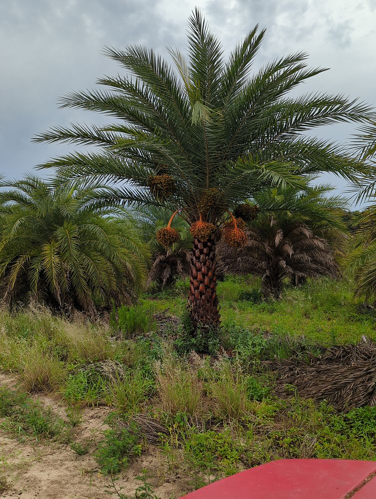 phoenix-sylvestris-sylvester-date-palm-silver-date-palm-wild-date-palm