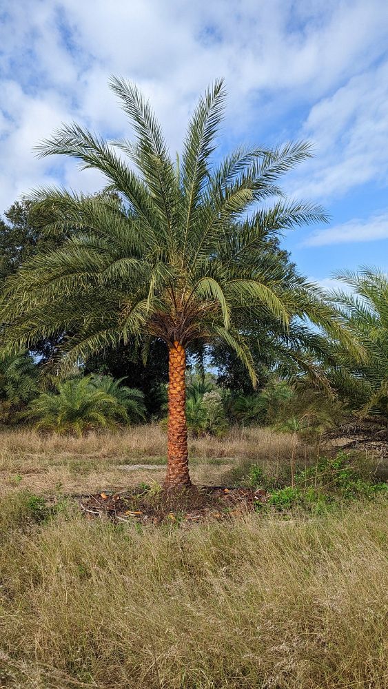 phoenix-sylvestris-sylvester-date-palm-silver-date-palm-wild-date-palm