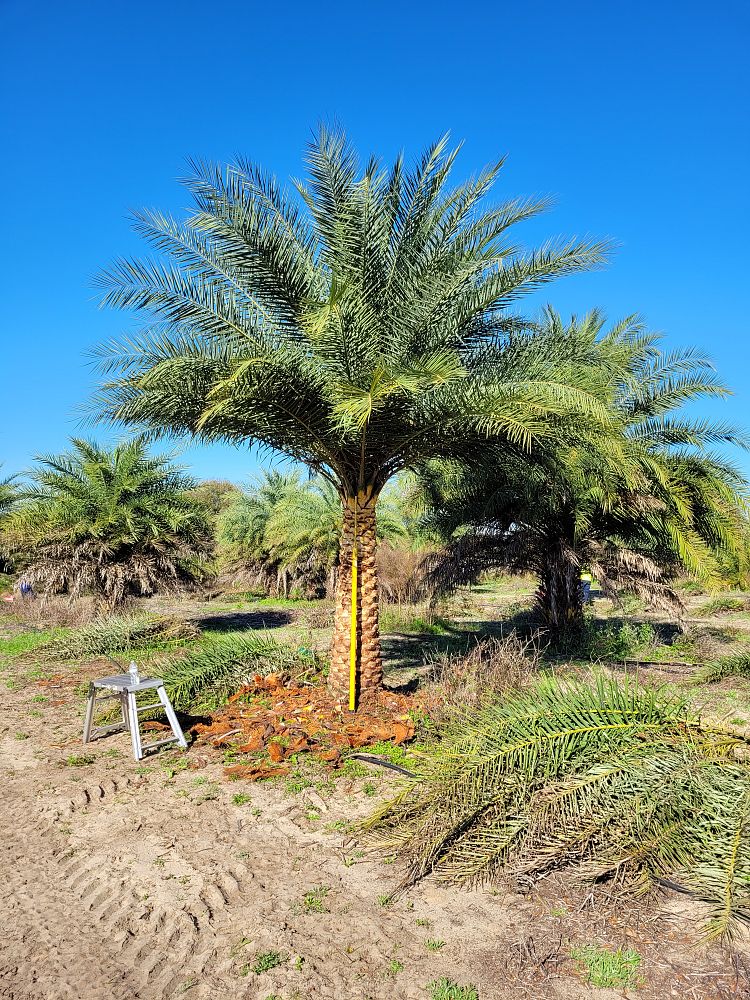 phoenix-sylvestris-sylvester-date-palm-silver-date-palm-wild-date-palm