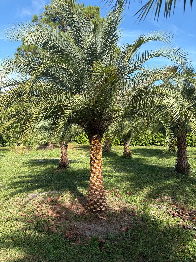 phoenix-sylvestris-sylvester-date-palm-silver-date-palm-wild-date-palm