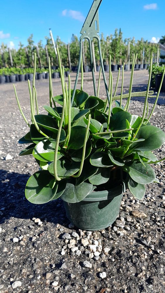 pilea-peperomioides-chinese-missionary-plant-chinese-money-plant