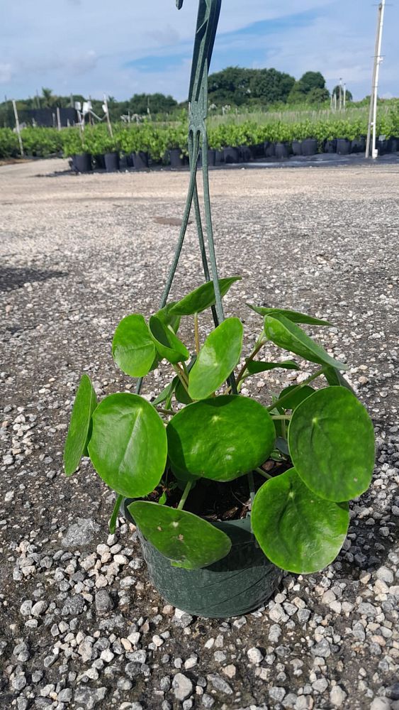 pilea-peperomioides-chinese-missionary-plant-chinese-money-plant