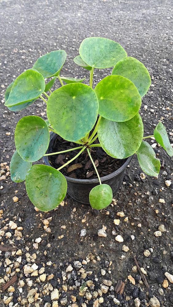 pilea-peperomioides-chinese-missionary-plant-chinese-money-plant