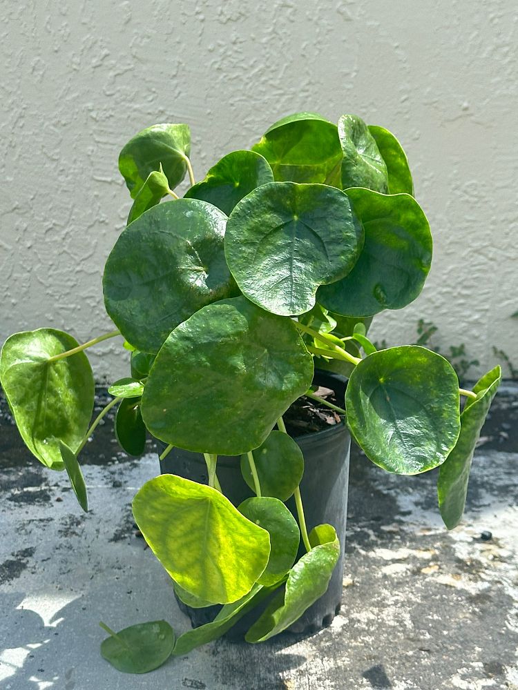 pilea-peperomioides-chinese-missionary-plant-chinese-money-plant