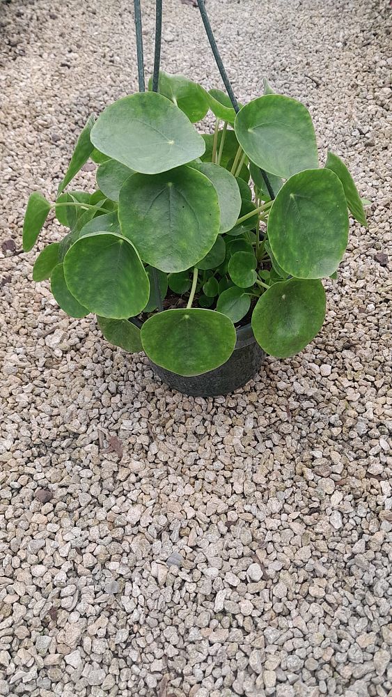 pilea-peperomioides-chinese-missionary-plant-chinese-money-plant