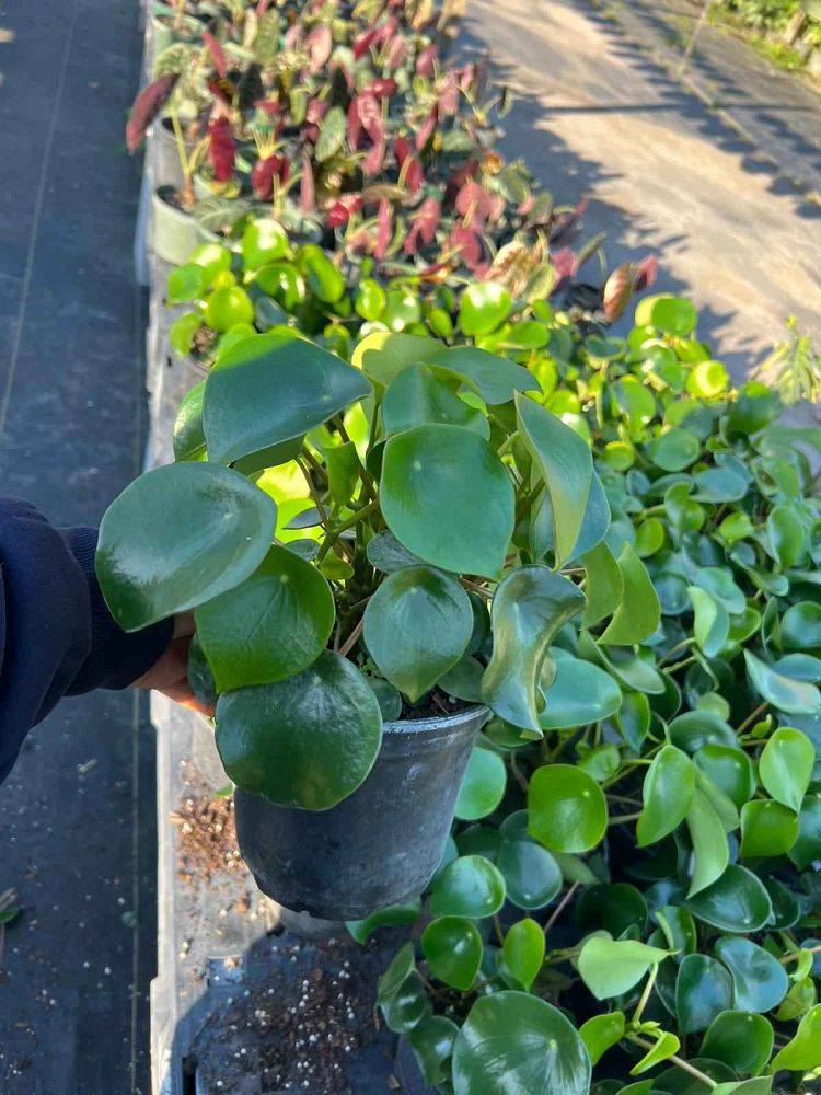 pilea-peperomioides-chinese-missionary-plant-chinese-money-plant