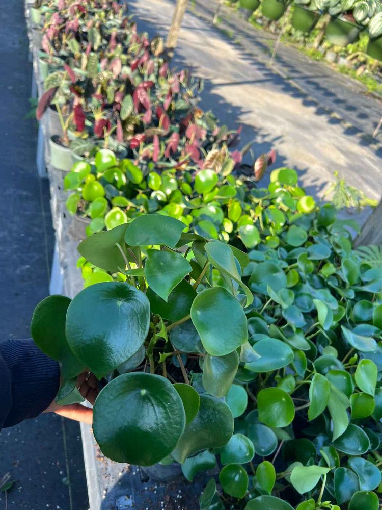 pilea-peperomioides-chinese-missionary-plant-chinese-money-plant