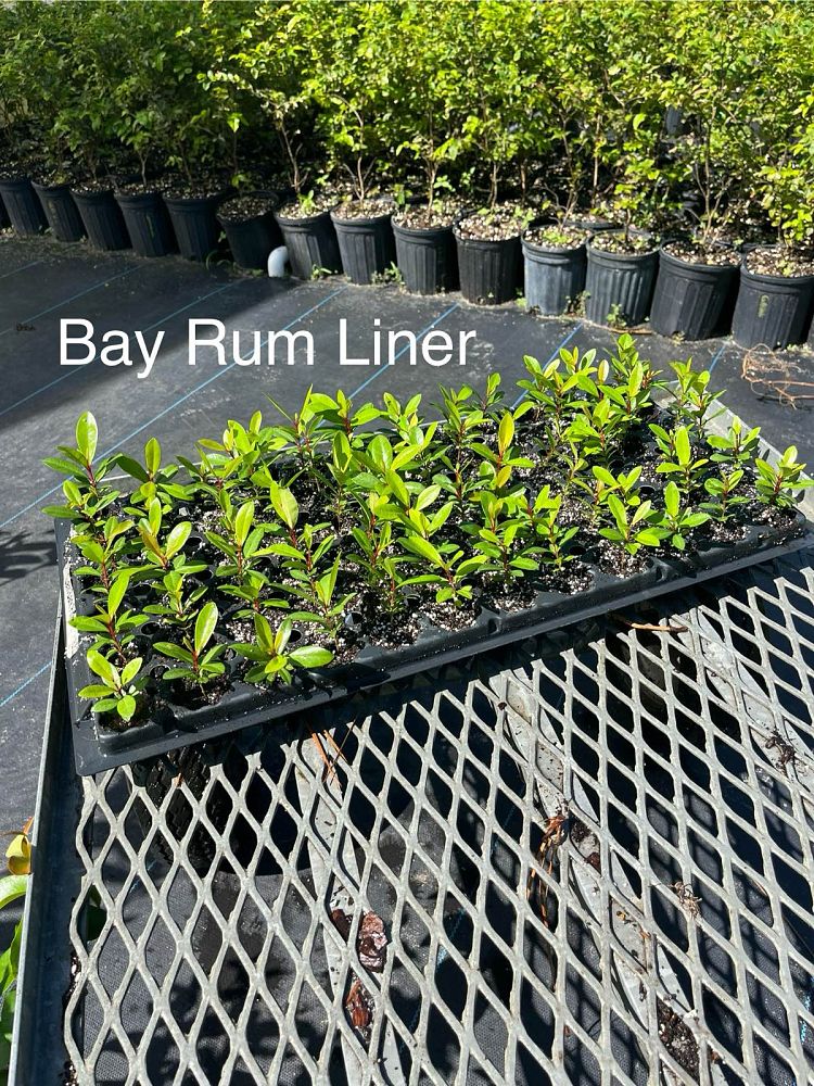 pimenta-racemosa-bay-rum