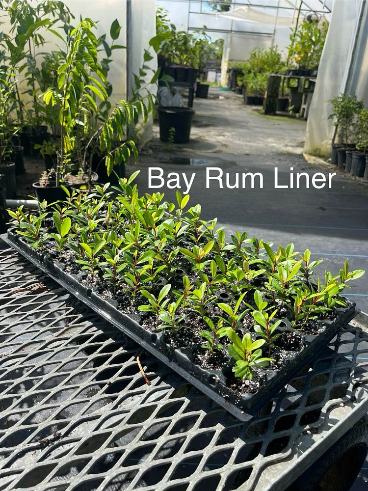 pimenta-racemosa-bay-rum