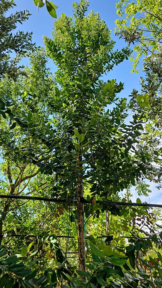 pimenta-racemosa-grisea-bayrumtree