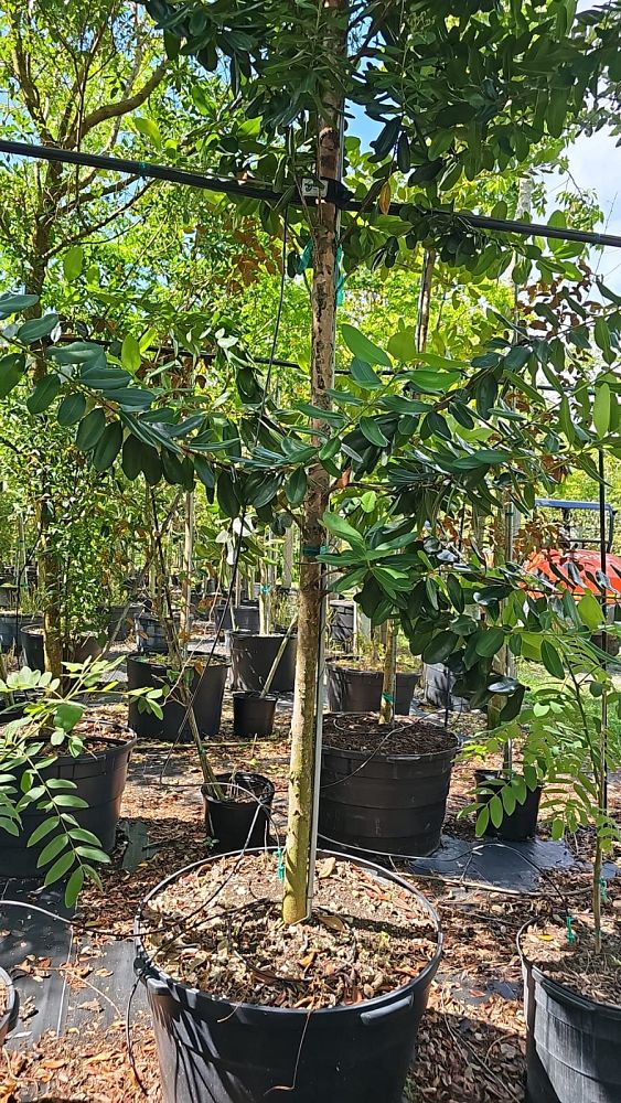 pimenta-racemosa-grisea-bayrumtree