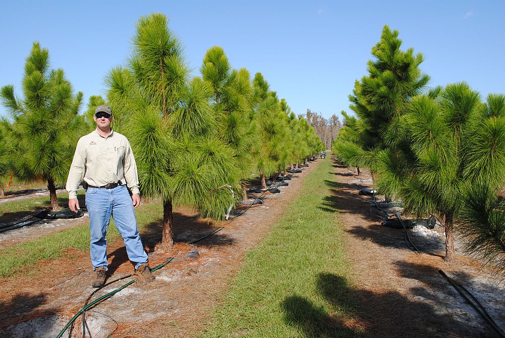 Fish Branch Tree Farm, Inc. | plantANT.com