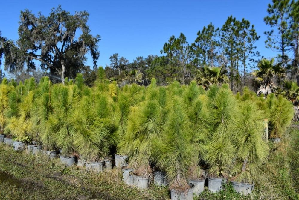 pinus-elliottii-densa-densa-pine-south-florida-slash-pine