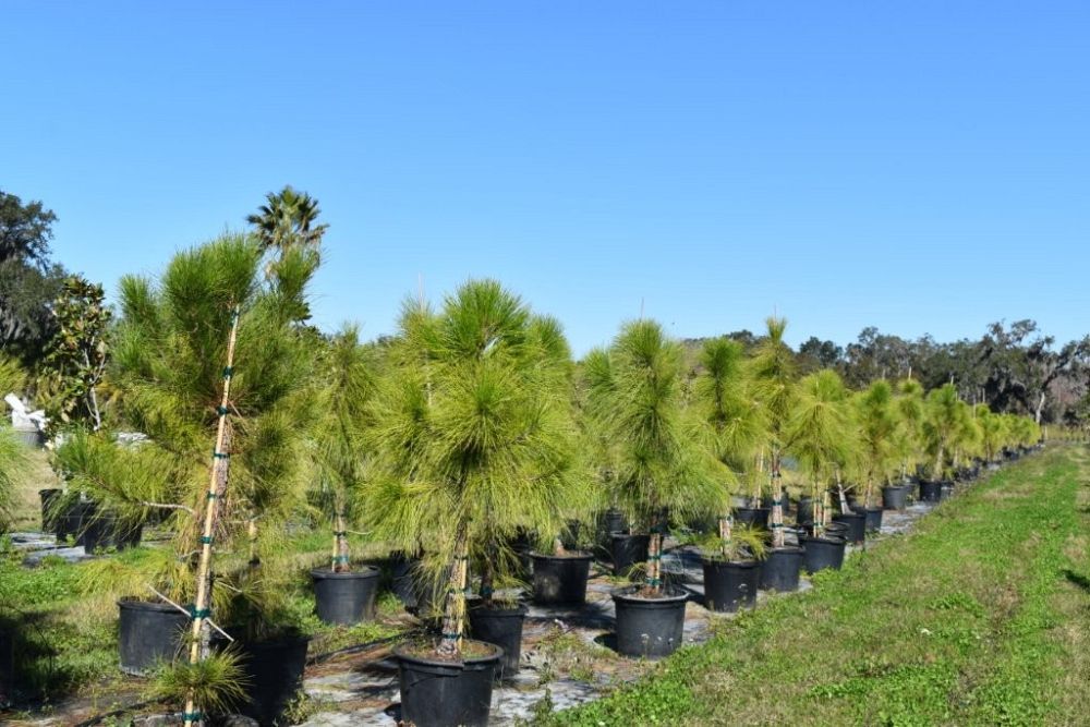 pinus-elliottii-densa-densa-pine-south-florida-slash-pine