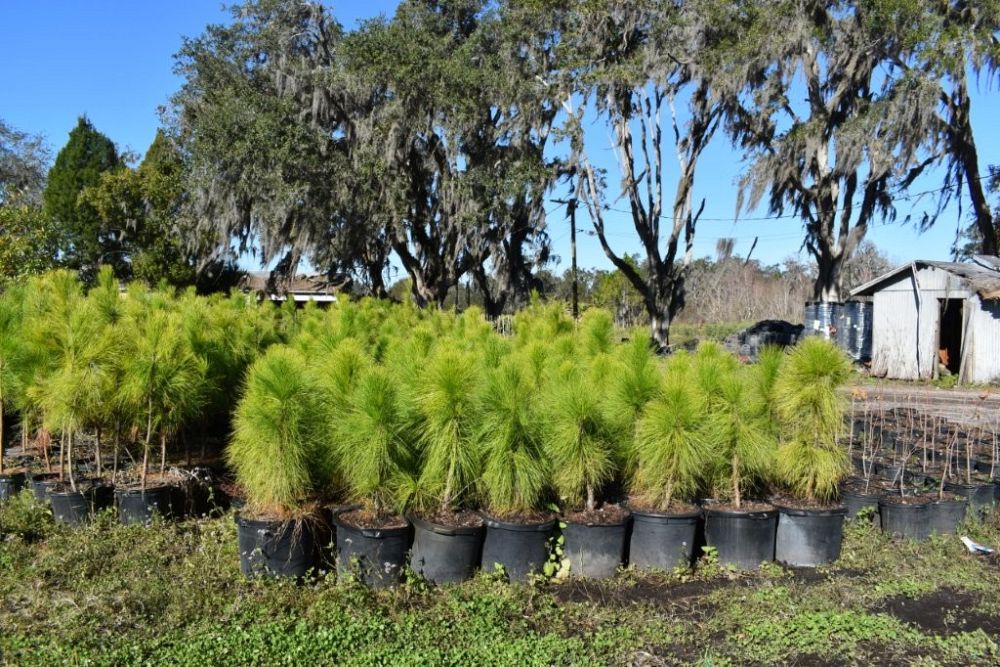 pinus-elliottii-densa-densa-pine-south-florida-slash-pine