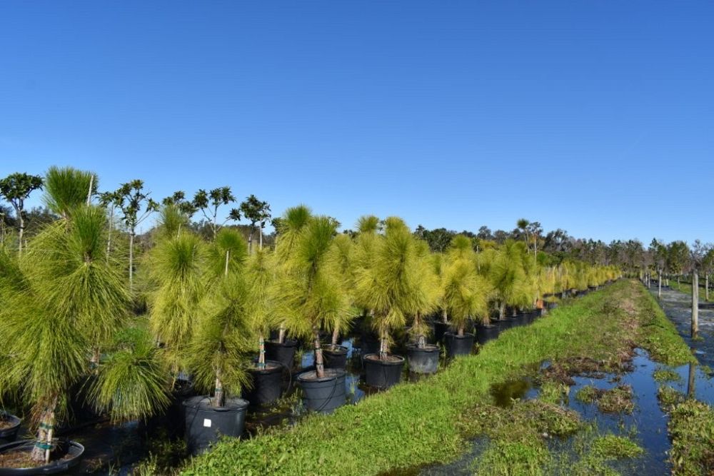 pinus-elliottii-densa-densa-pine-south-florida-slash-pine