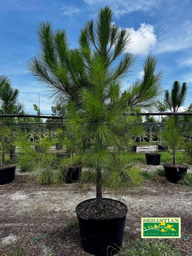 pinus-elliottii-densa-densa-pine-south-florida-slash-pine