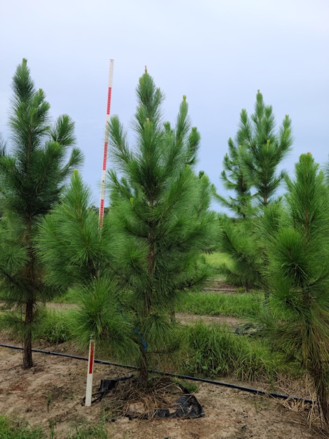 pinus-elliottii-densa-densa-pine-south-florida-slash-pine