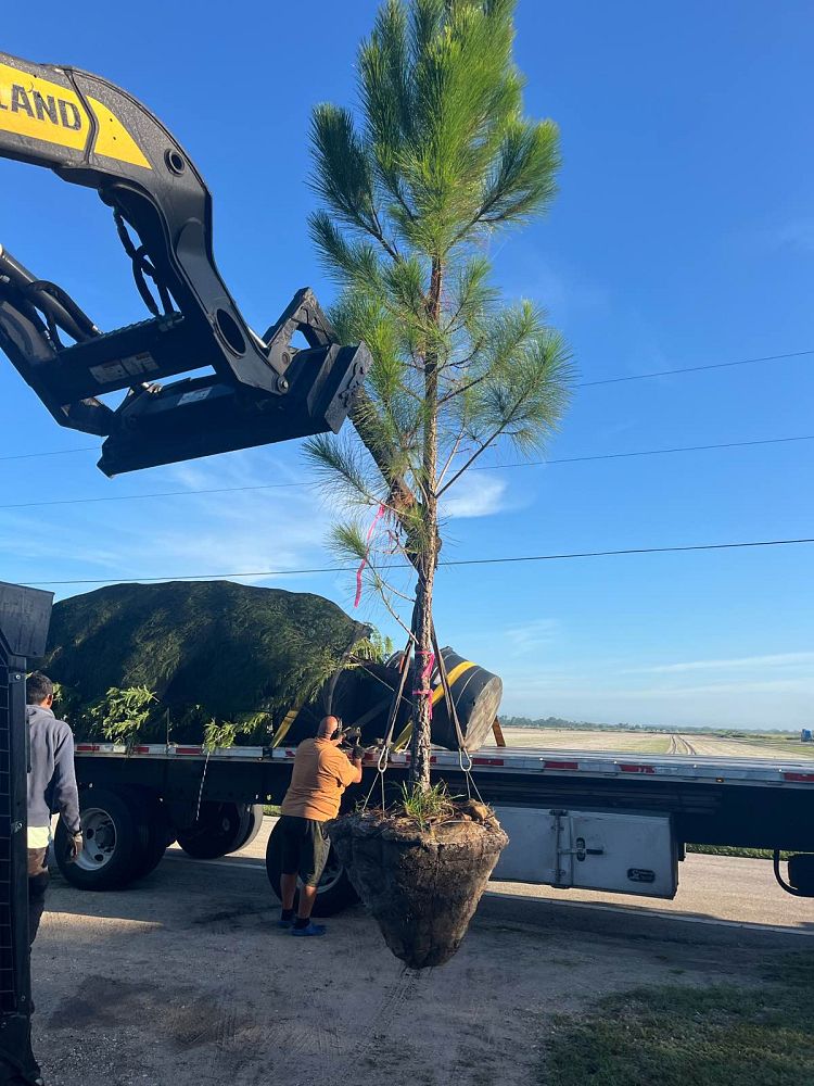 pinus-elliottii-densa-densa-pine-south-florida-slash-pine