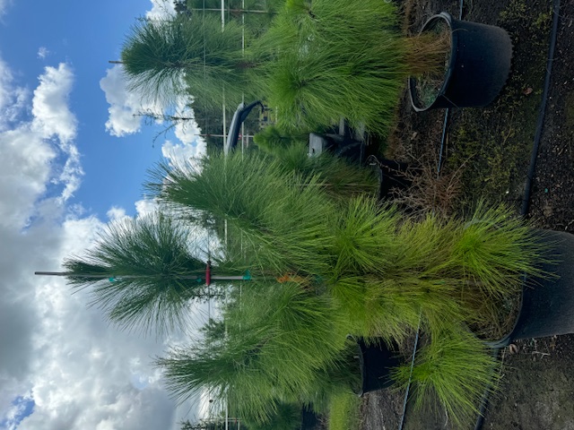 pinus-elliottii-densa-densa-pine-south-florida-slash-pine