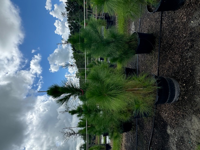 pinus-elliottii-densa-densa-pine-south-florida-slash-pine