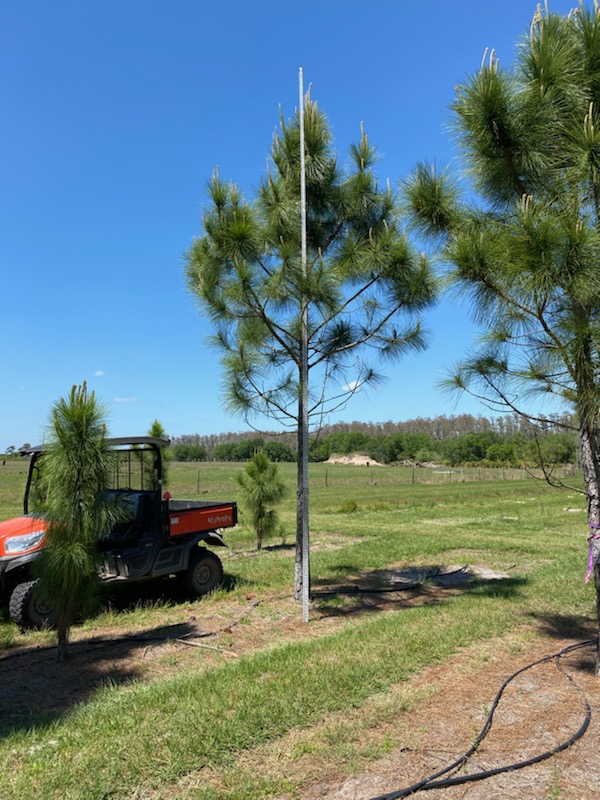 pinus-elliottii-densa-densa-pine-south-florida-slash-pine