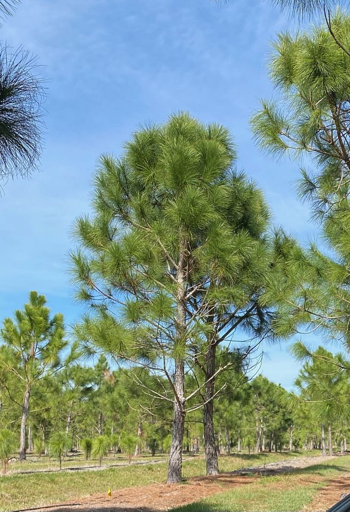 pinus-elliottii-densa-densa-pine-south-florida-slash-pine