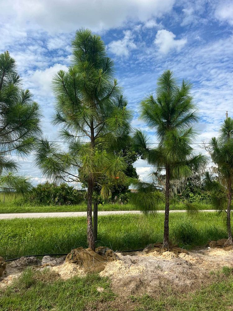 pinus-elliottii-densa-densa-pine-south-florida-slash-pine