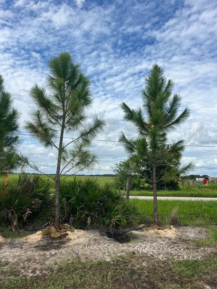 pinus-elliottii-densa-densa-pine-south-florida-slash-pine