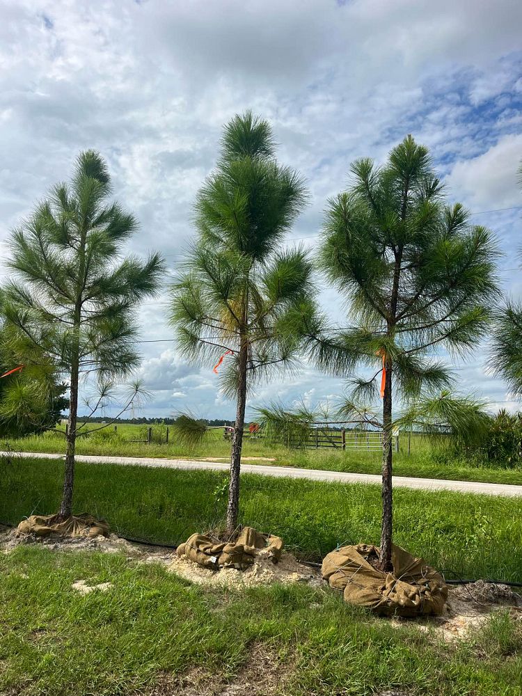 pinus-elliottii-densa-densa-pine-south-florida-slash-pine