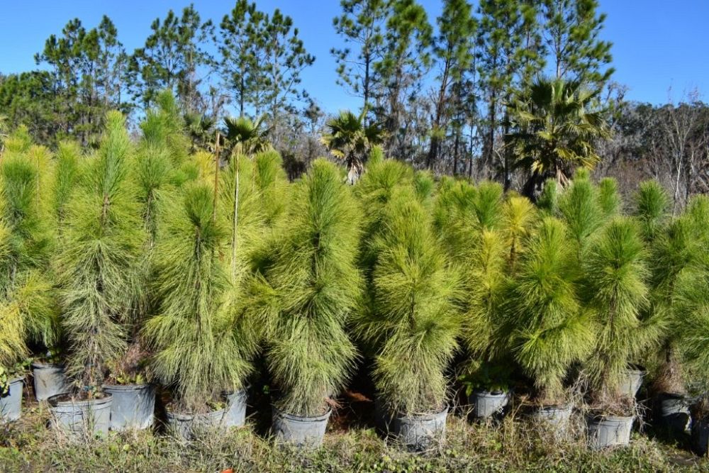 pinus-elliottii-densa-densa-pine-south-florida-slash-pine