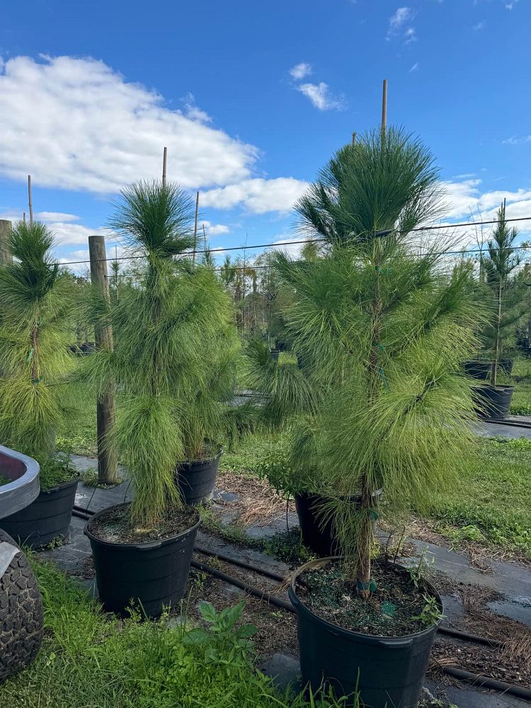 pinus-elliottii-densa-densa-pine-south-florida-slash-pine