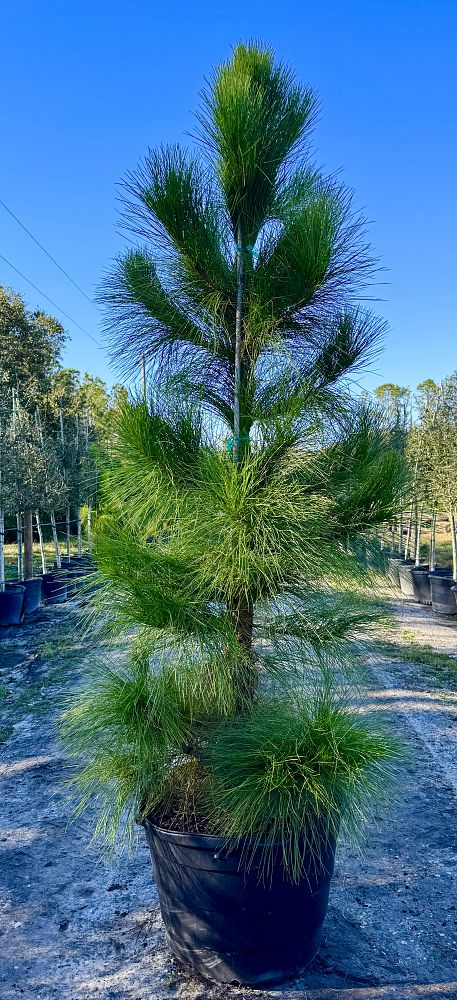 pinus-elliottii-densa-densa-pine-south-florida-slash-pine