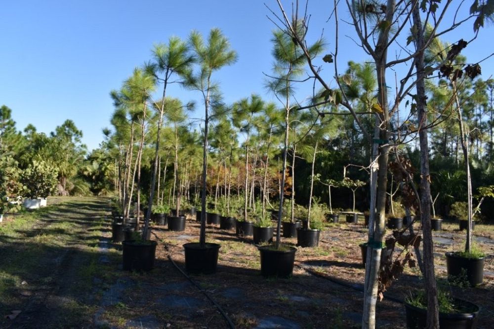 pinus-elliottii-densa-densa-pine-south-florida-slash-pine