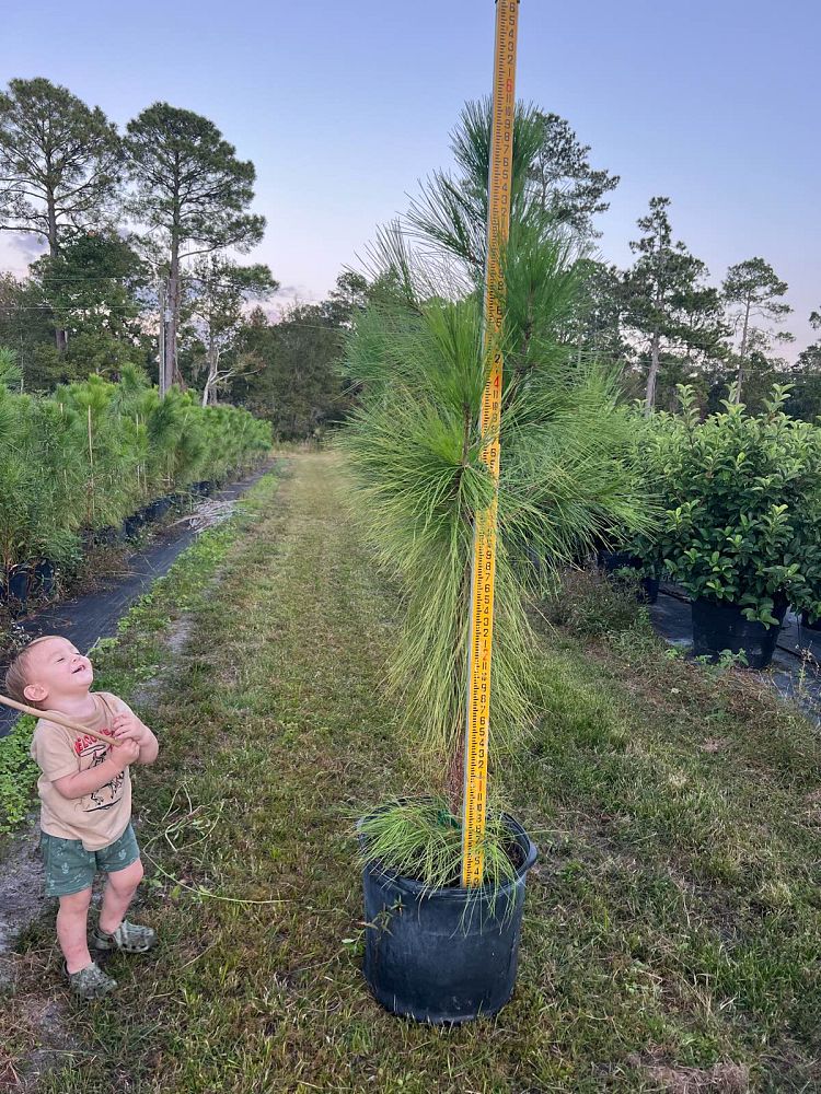 pinus-elliottii-improved-slash-pine