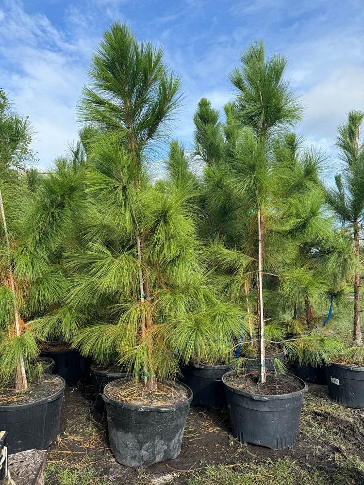 pinus-elliottii-slash-pine