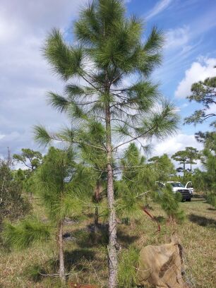 pinus-elliottii-slash-pine