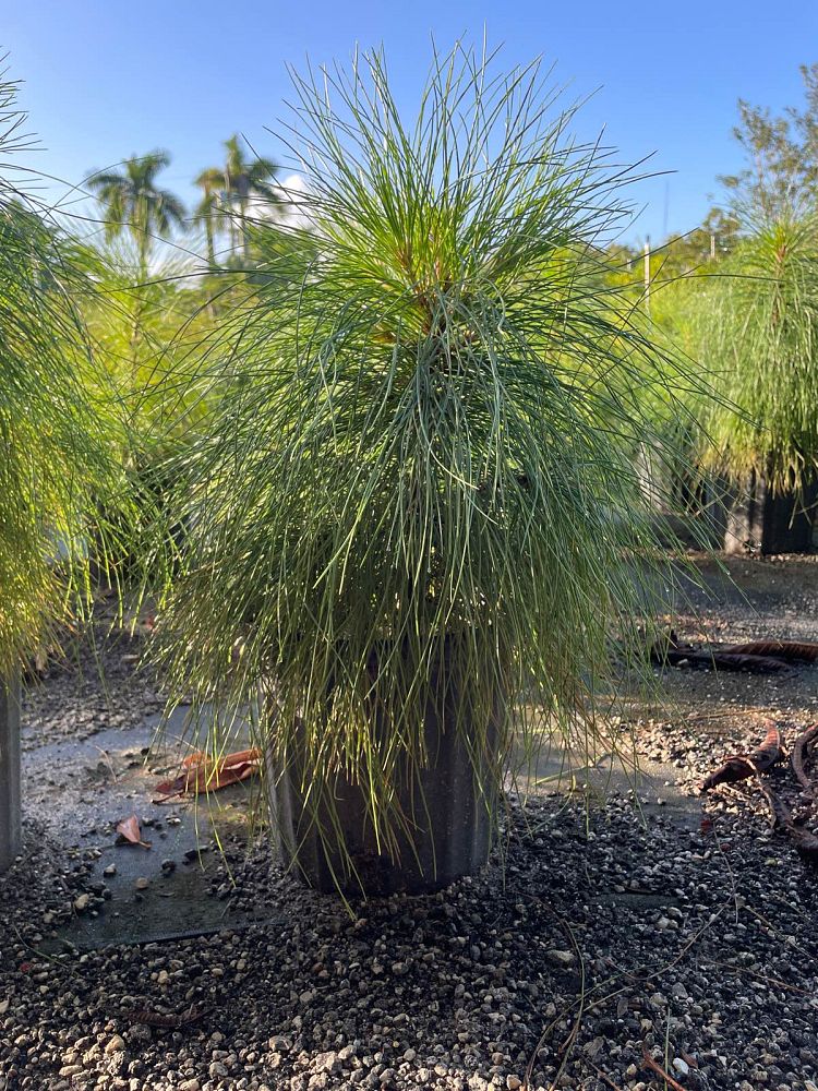 pinus-elliottii-slash-pine