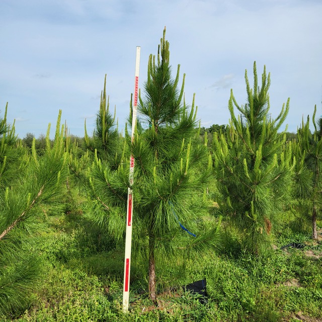 pinus-elliottii-slash-pine