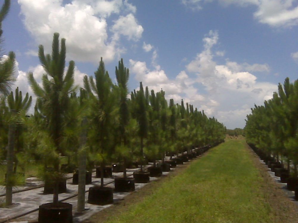 pinus-elliottii-slash-pine